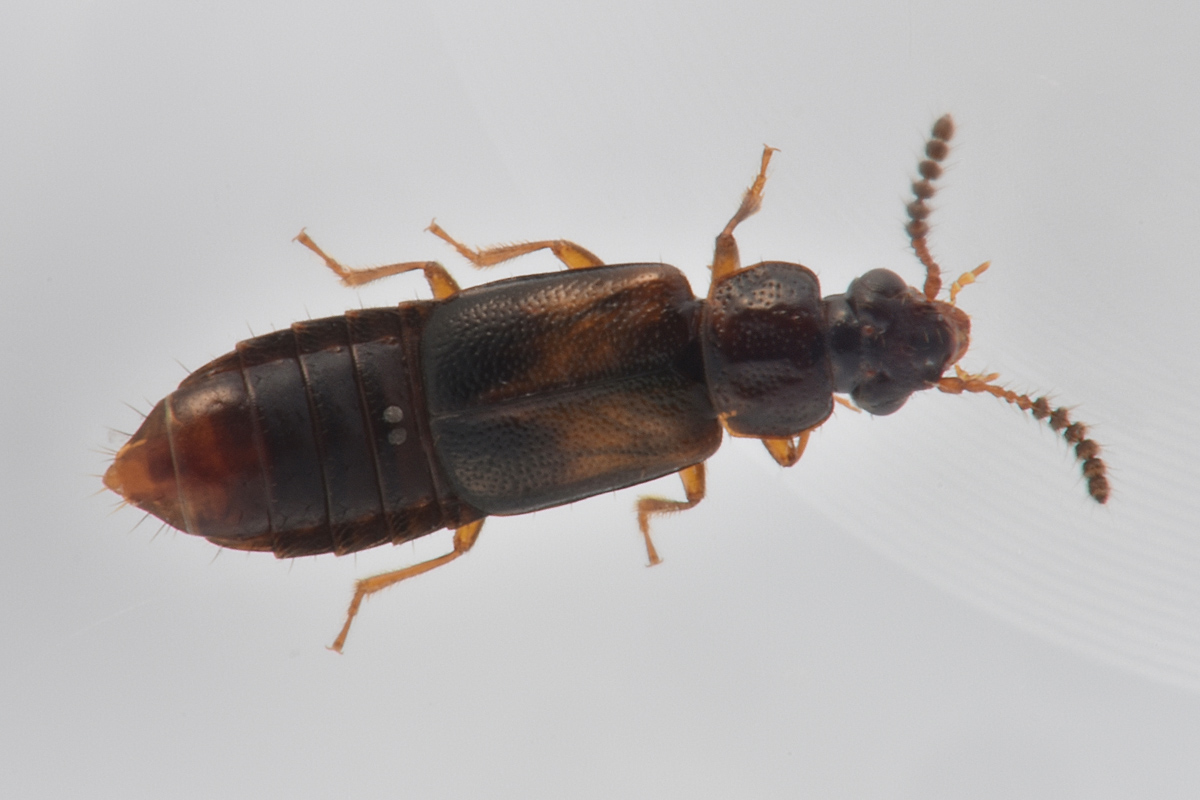 Staphylinidae: Paraphloeostiba sp? No, Xylostiba bosnica